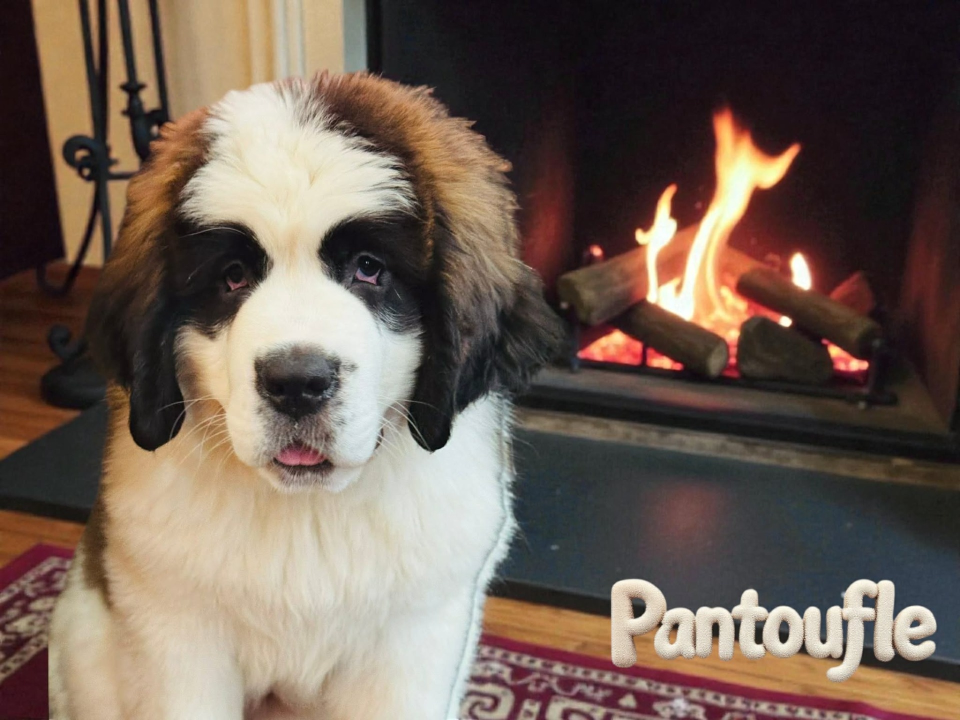 St-Bernard . Pantoufle est une St-Bernard calme et douce. Elle a un tempérament pose et affectueux . très patiente , elle adore la vie de famille et se montre particulièrement tendre et délicate . un compagnon fidèle rassurante et rempli d'amour. Reproductrice pour 2027