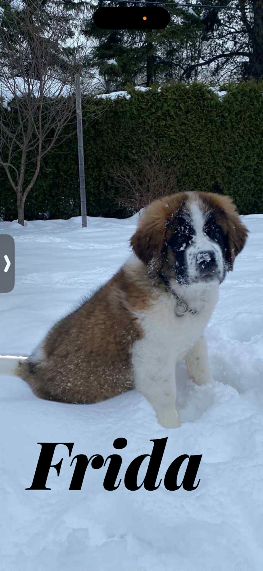 reproductrice pour 2027