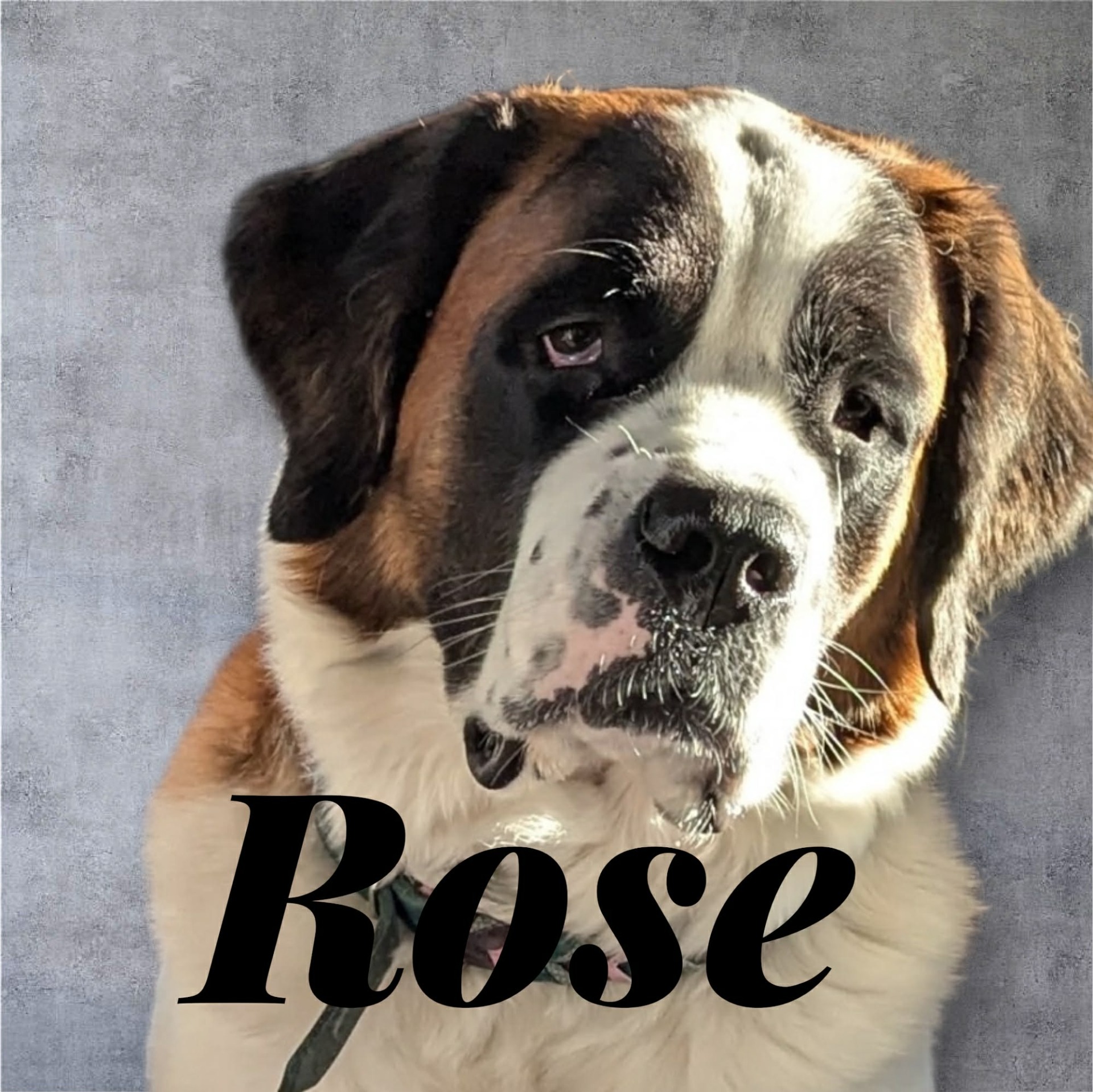 St-Bernard . reproductrice 2026 fille de maya et balou